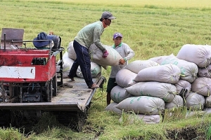 Giá lúa gạo ngày 9/3: Giá lúa nếp vỏ tươi giảm, giá gạo xuất khẩu đi ngang