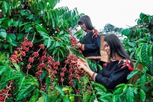 Giá nông sản hôm nay 25/02: Cà phê tiếp đà giảm mạnh, thị trường hồ tiêu duy trì ổn định