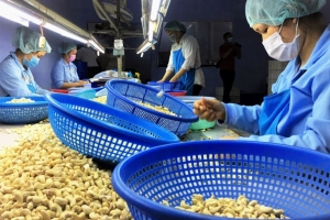 Xuất khẩu hạt điều của Việt Nam phục hồi tích cực nhờ “đòn bẩy” từ EVFTA