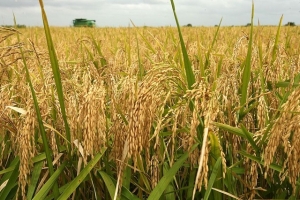 Giá lúa gạo ngày 16/6 tăng 100 – 200 đồng/kg