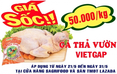 Sagrifood – Gía sốc gà thả vườn VietGAP 50.000 đ/kg