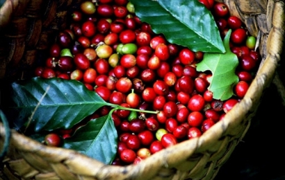 Thị trường giá nông sản 5/6: Giá tiêu tăng sốc, cà phê giảm nhẹ