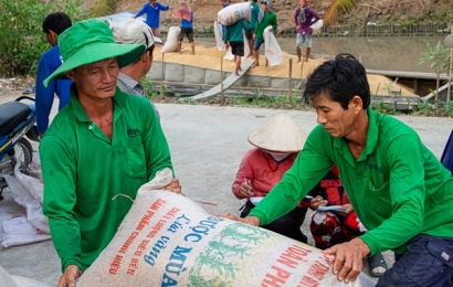 Giá gạo Việt Nam xuất khẩu tăng cao nhất trong vòng gần 1 năm qua