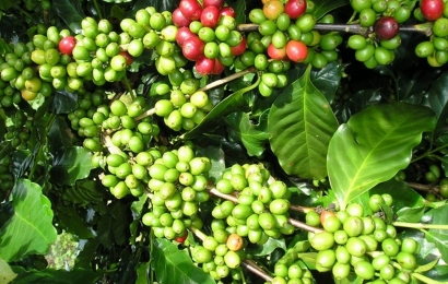 Giá cà phê ngày 24/8: Tăng nhẹ 100 - 200 đồng/kg theo đà tăng thị trường thế giới