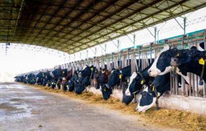 NutiFood ra mắt trang trại bò sữa NutiMilk