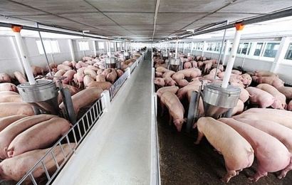 Giá lợn hơi hôm nay 25/8: Tiếp đà giảm, heo hơi đồng loạt về dưới 85.000 đồng/kg