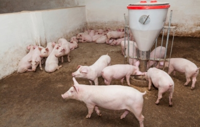 Giá lợn hơi hôm nay 27/8: Tiếp tục giảm sâu, thấp nhất 78.000 đồng/kg