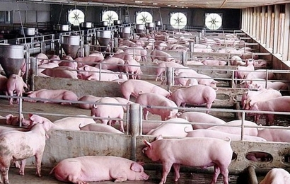 Giá lợn hơi hôm nay 28/8: Giá thu mua dao động quanh mức 80.000 đồng/kg