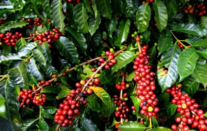 Giá cà phê hôm nay (29/8): Sắp cán mốc 34.000 đồng/kg