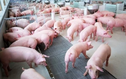 Giá lợn hơi hôm nay (29/8): Duy trì đà giảm