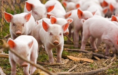 Giá lợn hơi hôm nay 31/8: Miền Bắc đồng loạt về dưới 80.000 đồng/kg