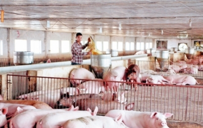 Giá lợn hơi hôm nay (1/9):Tiếp đà giảm từ 1.000 - 5.000 đồng/kg