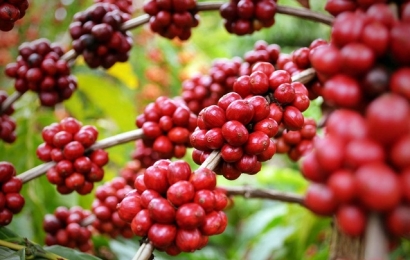 Giá cà phê hôm nay (2/9): Tăng lên sát mốc 34.000 đồng/kg