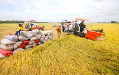 Giá lúa gạo hôm nay ( 2/9): Giá lúa nếp bật tăng 500 đồng/kg