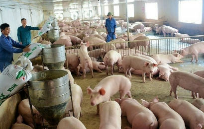 Giá lợn hơi ngày 3/9: Duy trì đà giảm
