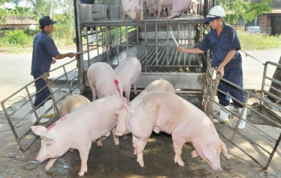 Giá lợn hơi hôm nay (6/9): Miền Bắc giảm mạnh