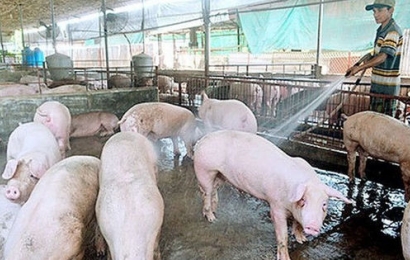 Giá lợn hơi hôm nay (7/9): Vẫn tiếp tục giảm