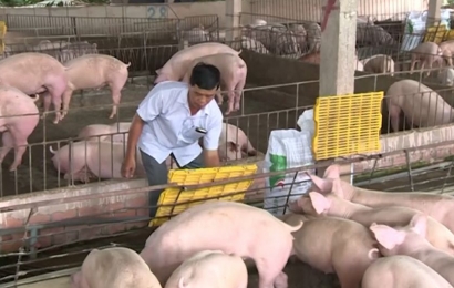 Giá lợn hơi ngày (8/9): Miền Bắc, miền Nam quay đầu tăng từ 1.000 - 2.000 đồng/kg