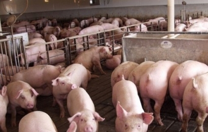 Giá lợn hơi hôm nay (9/9): Tiếp tục tăng nhẹ