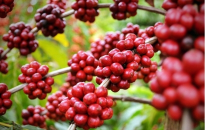 Giá cà phê hôm nay (13/9): Cao nhất 33.800 đồng/kg