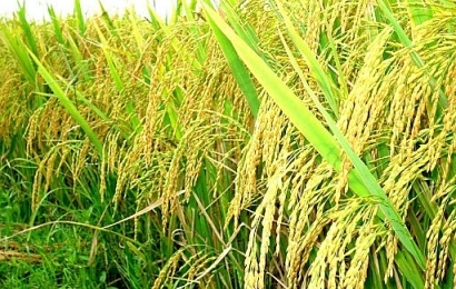 Giá lúa gạo ngày 15/9: Lao dốc
