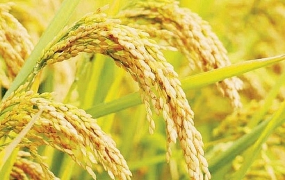 Giá lúa gạo ngày 25/9: Giao dịch chậm, giá lao dốc