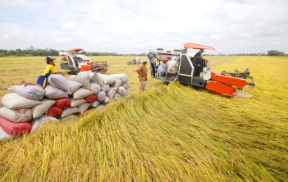 Giá lúa gạo ngày 23/10: Giá gạo xuất khẩu tăng vượt Thái 30 USD/tấn