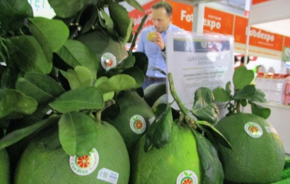 Chile thiết lập các yêu cầu kiểm dịch thực vật nhập khẩu đối với trái bưởi tươi của Việt Nam