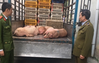 Hoà Bình: Ngăn chặn kịp thời xe vận chuyển thịt nhiễm dịch tả lợn châu Phi đang trên đường đi tiêu thụ