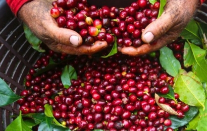 Giá cà phê hôm nay 19/3: Giá cà phê “đỏ” các sàn giao dịch