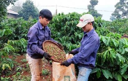 Dự án VnSAT liên kết sản xuất cà phê bền vững