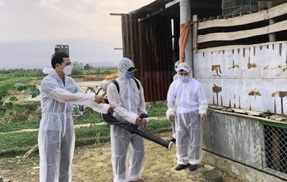 Huyện Quảng Trạch (Quảng Bình): Xuất hiện ổ dịch tả lợn châu Phi