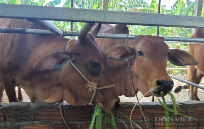 Quảng Nam: Hỗ trợ kỹ thuật nuôi bò thịt lai BBB