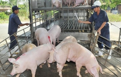 Giá lợn hơi hôm nay 11/6 tiếp tục giảm tại các địa phương