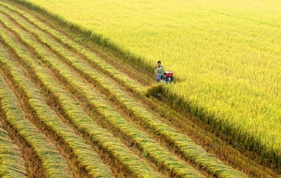 Giá lúa gạo hôm nay (11/6) giữ mức ổn định