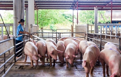 Giá lợn hơi ngày 14/6 dao động từ 56.000 - 57.000 đồng/kg