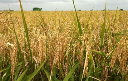 Giá lúa gạo ngày 16/6 tăng 100 – 200 đồng/kg