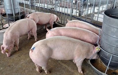 Giá lợn hơi hôm nay 20/6 trững lại ở nhiều địa phương