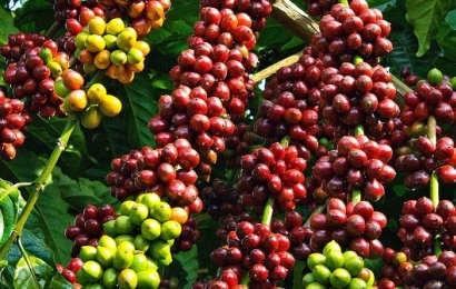Giá cà phê hôm nay 21/6 quanh mức 42.300 - 42.800 đồng/kg
