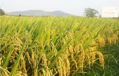 Giá gạo tiếp tục tăng trong ngày 25/6