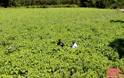 Huyện Lang Chánh (Thanh Hóa): Phát triển cây gai xanh nguyên liệu