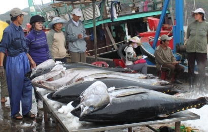 Thưởng thức cá ngừ đại dương Phú Yên ở phố núi Pleiku