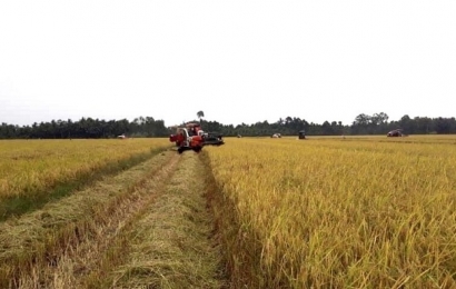 Giá lúa gạo hôm nay 4/7 duy trì ở mức ổn định