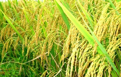 Giá lúa gạo hôm nay 5/7 giữ ở mức ổn định