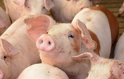 Giá lợn hơi ngày 5/7 quay đầu tăng nhẹ ở một số địa phương