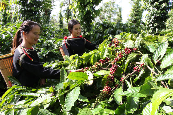 Xây dựng biểu trưng nhãn hiệu chứng nhận “Cà phê Việt Nam chất lượng cao”.