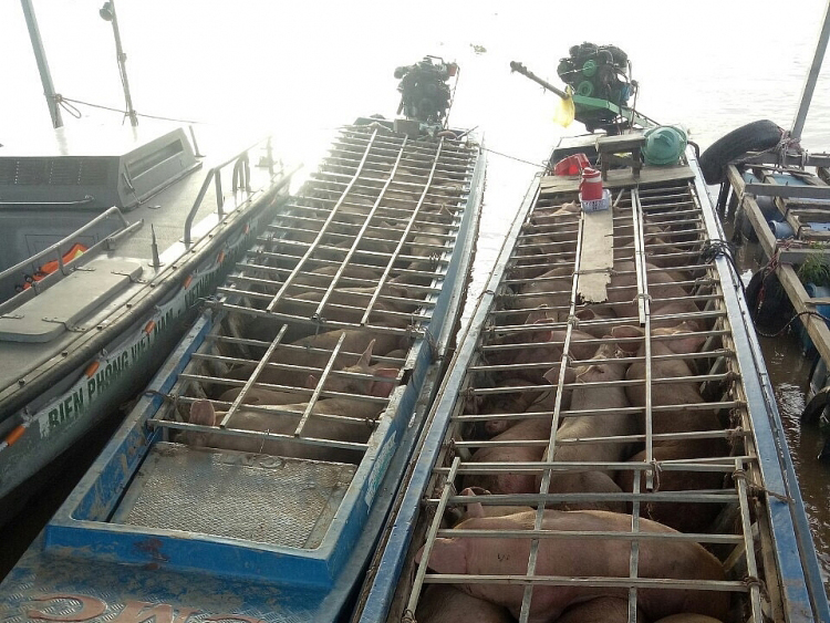 Hai chiếc xuồng m&aacute;y chở đầy lợn nhập lậu bị bắt giữ.