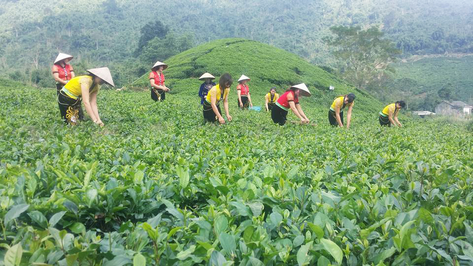 Xã viên HTX chè La Bằng hái chè.