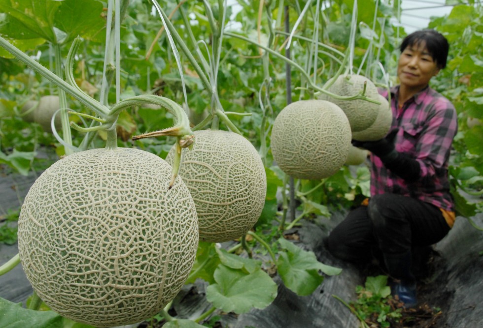 Dưa lưới Bà Rịa Vũng Tàu.