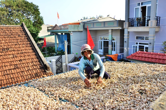 Huyện đảo L&yacute; Sơn c&ograve;n tồn đọng 1.500 tấn tỏi kh&ocirc;.